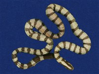 黃唇青斑海蛇藏品圖，第8張
